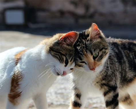 Cats Learn Names of Their Feline Friends, New Study Shows | Sci.News