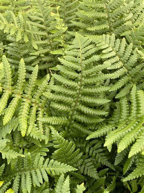 For Shade | Dryopteris Affinis - The Beth Chatto Gardens