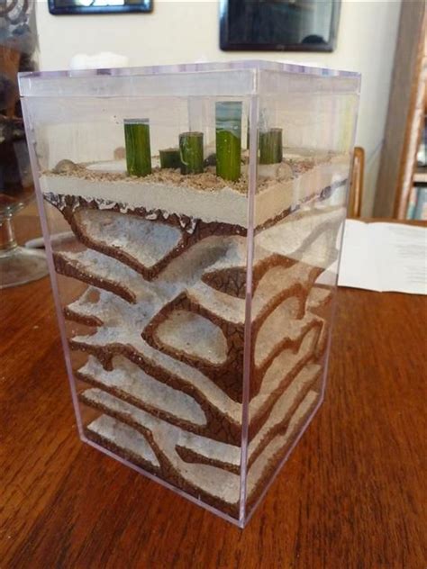 17 best DIY Ant Farm images on Pinterest