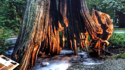 Hollow tree in Stanley Park catches fire - British Columbia - CBC News