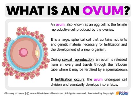 What is an ovum | Definition of an ovum