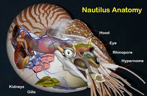 Chambered Nautilus Diagram