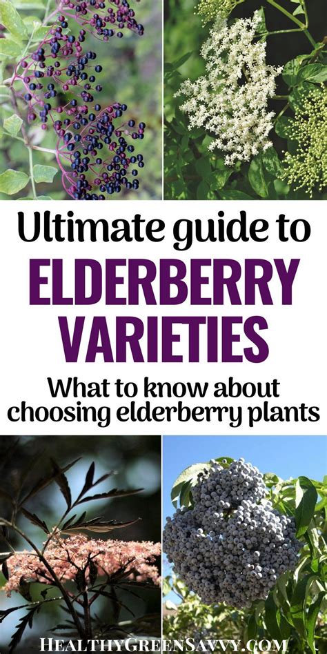 Best Elderberry Varieties for Homegrown Food & Medicine in 2021 | Elderberry varieties ...