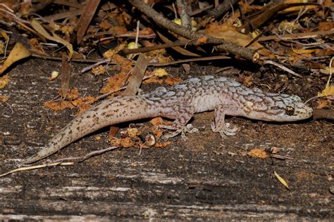 Marbled Gecko | Found over a large part of Southern Australi… | Flickr