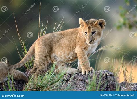 Lion Cub, National Park of Kenya, Africa Stock Photo - Image of african, panthera: 63381916