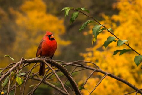 Illinois State Bird 300 of 365 (2) | Illinois schoolchildren… | Flickr