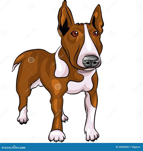 Vector Cartoon Bull Terrier Dog Breed Stock Vector - Image: 23583683