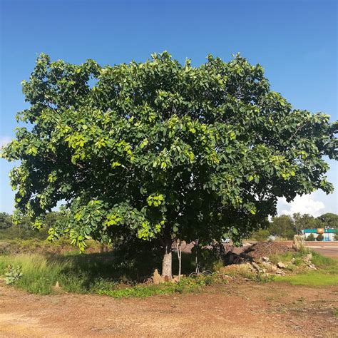 Health Benefits of Kakadu Plum