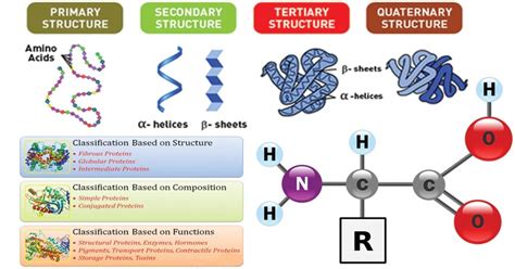 Example For Fibrous Protein - Protein Info