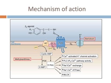 Pharmacotherapy of asthma