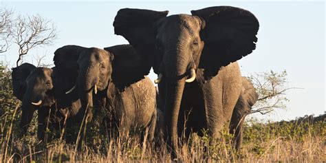 Maputo National Park — the paradise of elephants and whales