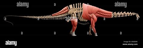 Riojasaurus Skeleton