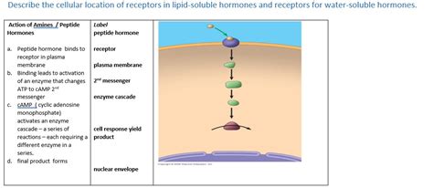 Describe the cellular location of receptors in | Chegg.com