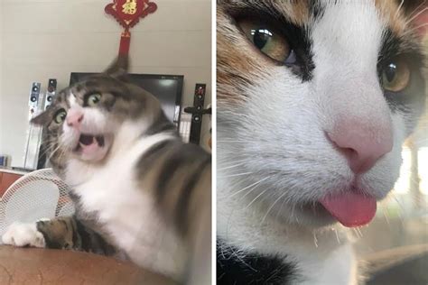 50 Times Felines Pulled a Funny Cat Face | Bored Panda