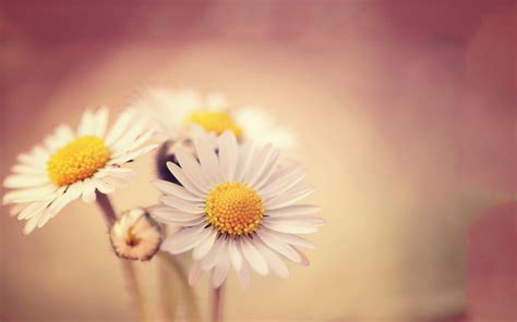 White Daisies Wallpapers | HD Wallpapers | ID #14308