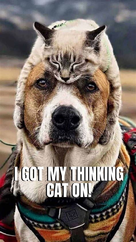 Dog Wallpaper smartphone. Dog with a cat on his head. Dog Memes Hilarious pictures. this dog ...