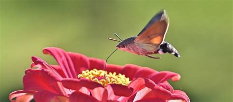 The Hummingbird Hawk-Moth | Critter Science