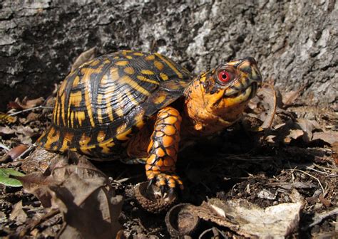 Can You Keep An Eastern Box Turtle As A Pet?