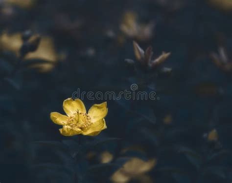 Beautiful Natural Yellow Flower in the Garden at Sunrise Stock Photo ...