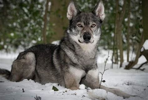 Tamaskan Dog: All You Need To Know About The Finnish Wolfdog - K9 Web