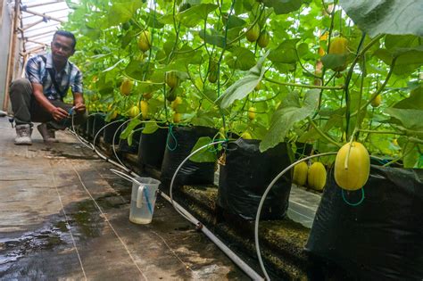 Dengan Irigasi Tetes, Menjangkau Milenial Agar Tertarik Jadi Petani - Mongabay.co.id