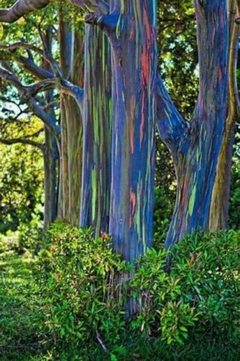 350 Rainbow Eucalyptus Deglupta Tree Seeds | Etsy | Photo d arbre, Arbre, Arbre d'eucalyptus