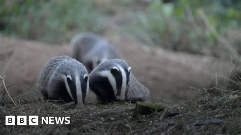 Badger baiting tackled with new measures - BBC News