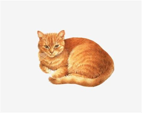 Download High Quality clipart cat tabby Transparent PNG Images - Art ...