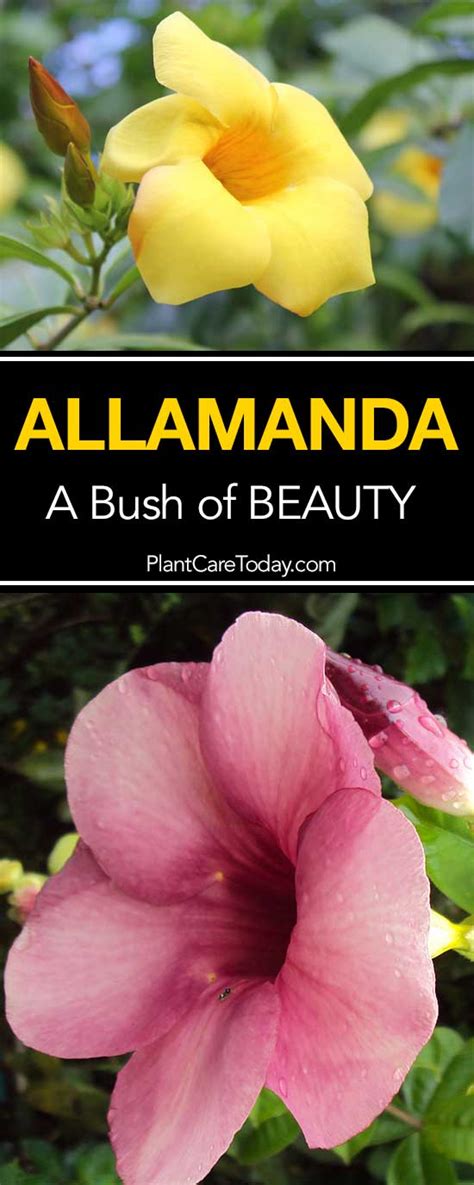 Allamanda Plant Care – A Bush Of Beauty