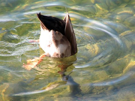 Mallard Duck Diving - a photo on Flickriver