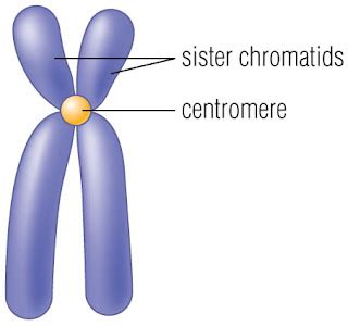 Just a Nice Girl: S is for Sister Chromatids