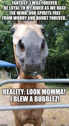 170 Best Funny Horse Memes ideas | funny horse, funny horse memes, horses