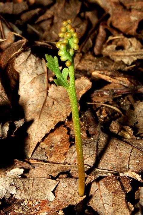 Get Your Botany On!: A Few Indiana Ferns, Part 3