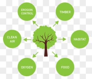 Benefits Of Planting Trees - Benefits Of Planting Trees - Free ...