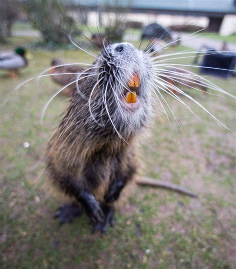 Report of coypu rodent in Dublin canal 'most likely a case of mistaken ...