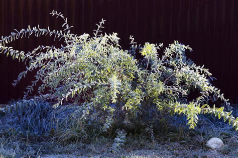 Dappled Willow Pruning: Should You Trim A Dappled Willow Shrub