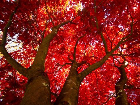 Top 10 Autumn Color Trees: The Best Fall Foliage Trees