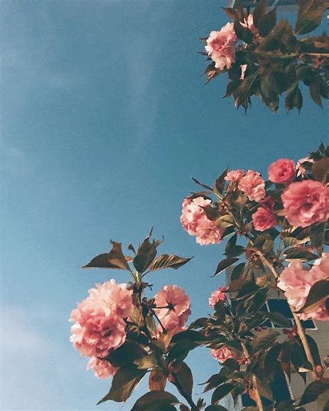 Gambar mungkin berisi: bunga, langit, tanaman, alam dan luar ruangan Flower Aesthetic, Aesthetic ...