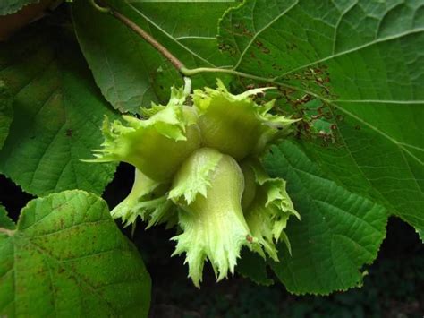 Corylus americana - Alchetron, The Free Social Encyclopedia