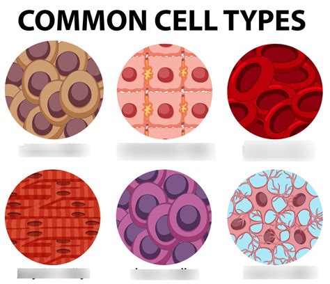 Human Cell Types Diagram | Quizlet