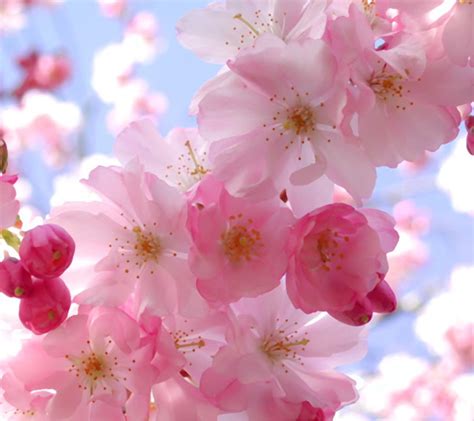 screensavers and wallpaper | ... flowers 1440x1280 wallpaper screensaver preview id 115371 ...