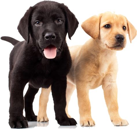 Puppies PNG Clipart Background - PNG Play