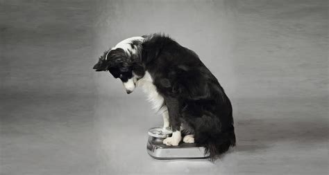 Overweight Dogs | Smarty Paws | Dog Grooming Services in Nottingham