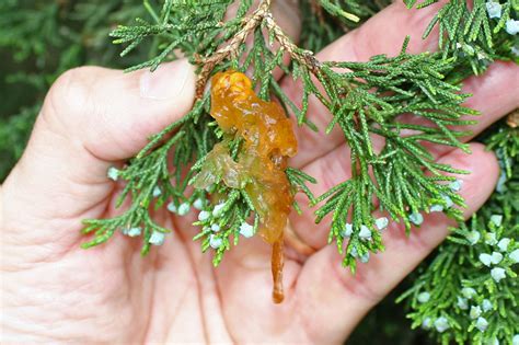 Tree Diseases: Cedar-Hawthorn Rust - Iron Tree - Tree Knowledge Base