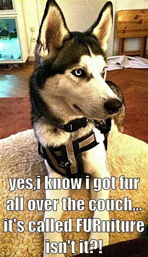 14 Best Husky Memes of All Time