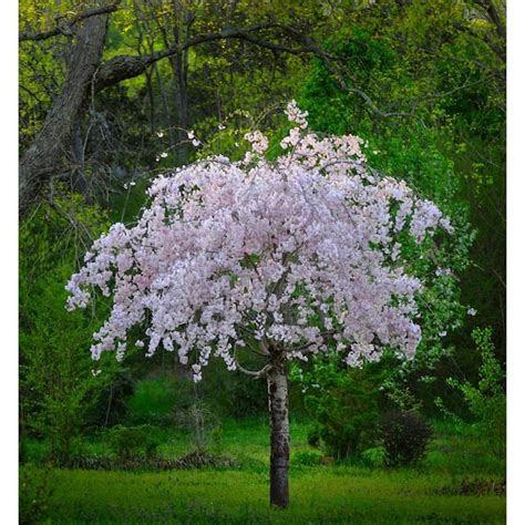 Weeping Cherry Tree