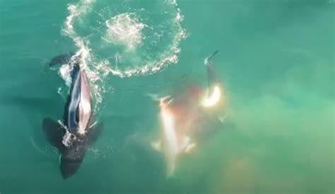 orca versus great white shark Orca's delectable dinner: killer whale captures and eats shark