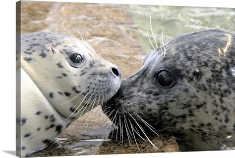 Mother and Baby Seal Wall Art, Canvas Prints, Framed Prints, Wall Peels ...