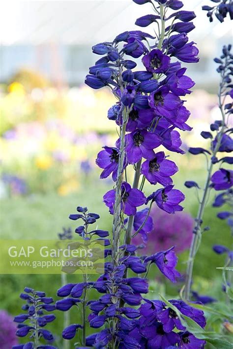 Delphinium 'Black Kn... stock photo by Abigail Rex, Image: 1310068