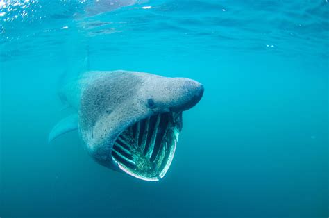 Can the Basking Shark Close its Mouth? - Basking Shark Scotland